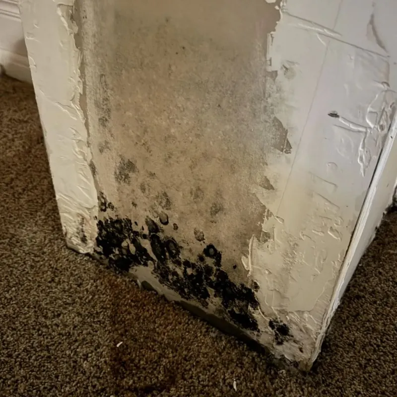 Professional Mold Removal in Pawnee County, NE